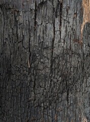 Photos of tree bark textures can be used as a background 