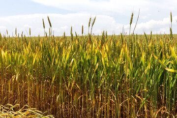 the summer period of the year, fields with growing cereal crops, during flowering and ripening.