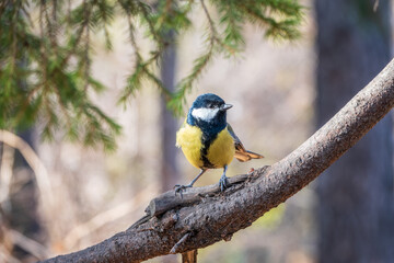 Fototapeta premium Cute bird Great tit, songbird sitting on the branch with blurred background