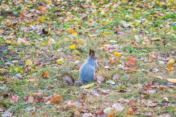Autumn squirrel with nut sits on green grass with fallen yellow leaves