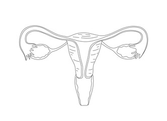 Isolated of a outline drawing womb editable stroke vector.