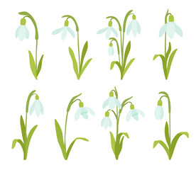 Fototapeta na wymiar January birth month flower snowdrop flat cartoon vector illustration set. Hand drawn floral spring bouquet isolated on white.