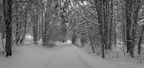 Winter landscape during a snowfall in the Canadian forest in January