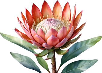 Watercolor painting of Protea flower. 