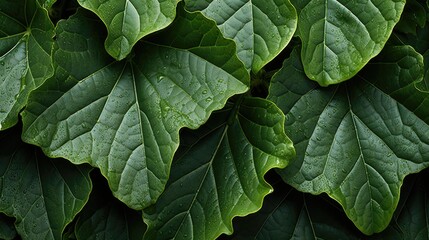 Neatly arranged green leaf texture background