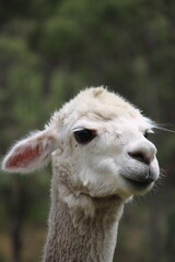 Fototapeta premium Head shot of Alpacas on farm in Australia