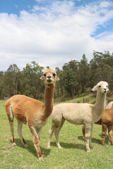 Alpacas on farm in Australia