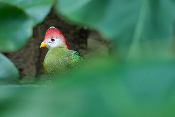 head shot of Red-crested turaco