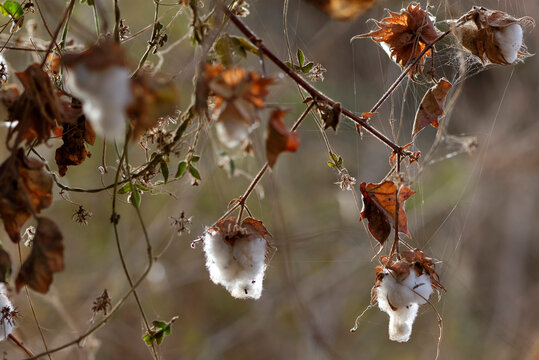 Boules de coton sur un arbuste