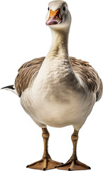 Goose isolated on transparent background. PNG