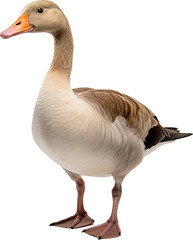 Goose isolated on transparent background. PNG
