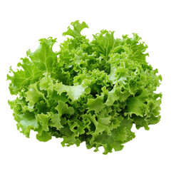 Obraz premium fresh green lettuce leaves isolated on transparent png