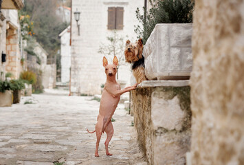 American Hairless Terrier reaches up to a stone fountain where a Yorkshire Terrier perches, set...