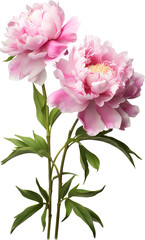 Pink carnation flowers isolated on transparent background. PNG