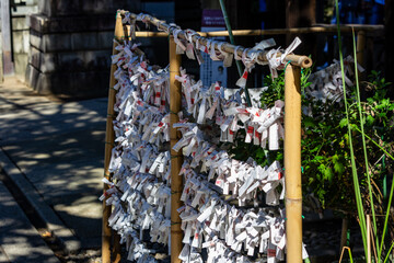 Tokyo, Japan, 30 October 2023 : Omikuji fortune papers tied at Japanese temple.