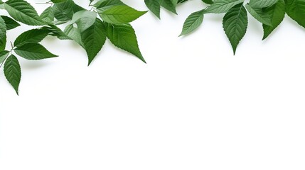 Green Leaves on White Background. Copy Space, Presentation, Environment, Leaf, Plant
