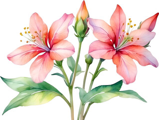 Obraz na płótnie Canvas Watercolor painting of Penta flower. 
