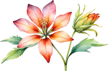 Watercolor painting of Penta flower. 