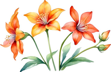 Watercolor painting of Penta flower. 
