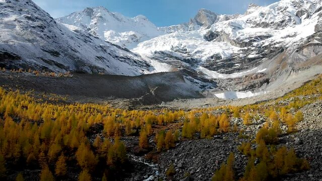 Aerial flyover over from the shadows to the sunlit forest with yellow larches in the Valais region of Swiss Alp at the peak of golden autumn towards the glacier underneath Zinal Rothorn