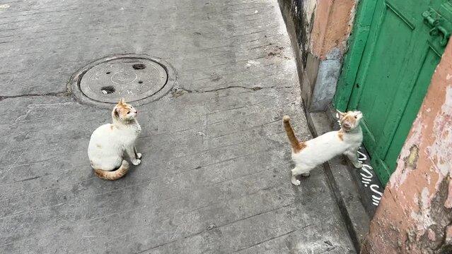 Two pet cats waiting for its owner for food at the gate of a traditional old Bengali gate with Alpana.