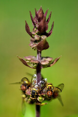 Syrphes en train de butiner des fleurs de basilique pourpre