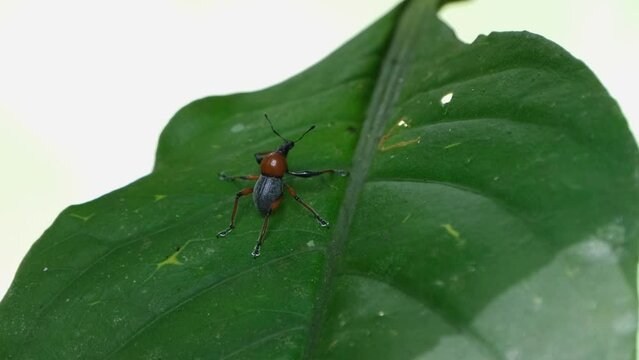 Camera zooms out and sliding to the left revealing this weevil on a leaf, Metapocyrtus (Dolichocephalocyrtus) ruficollis, Philippines.