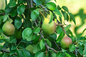 Harvest pears Symphony, An Glimpse of Nature's Sweetest Yield