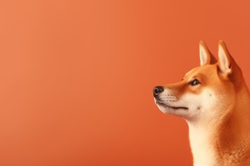 A Shiba Inu dog, its face expressive, stands out against an orange background.