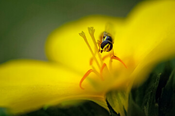 Syrphe butinant une fleur jaune