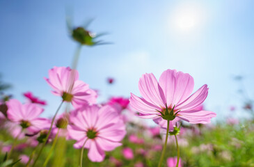 Closeup of pink Cosmos flower with blue sky under sunlight with copy space  background natural green plants landscape, ecology wallpaper cover page concept.