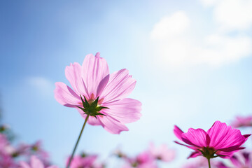 Closeup of pink Cosmos flower with blue sky under sunlight with copy space  background natural green plants landscape, ecology wallpaper cover page concept.