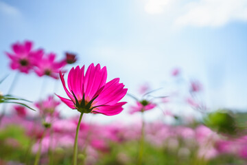 Closeup of pink Cosmos flower with blue sky under sunlight with copy space  background natural...