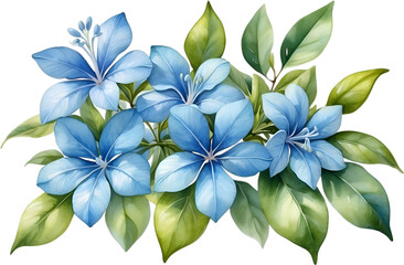 Watercolor painting of Cape Plumbago flower. 