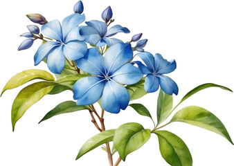 Watercolor painting of Cape Plumbago flower. 