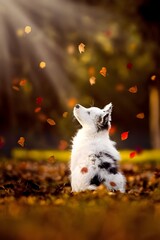 dog in autumn 