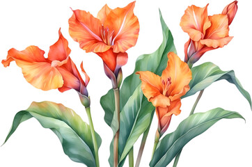 Watercolor painting of Canna flower. 