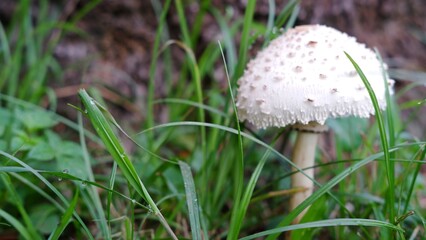 Macrolepiota procera known as parasol mushroom, is a basidiomycete fungus with a large prominent fruiting body resembling a parasol