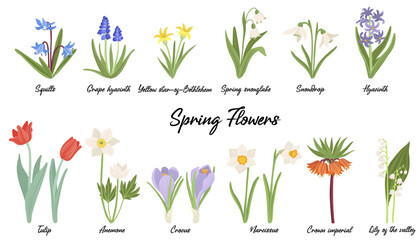 spring flowers, vector drawing wild plants at white background, floral elements, hand drawn botanical illustration - obrazy, fototapety, plakaty