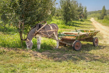 Fototapeta na wymiar Donkey harnessed to an old wooden cart stands in the shade of an apple tree