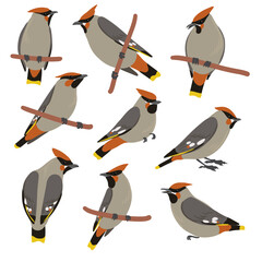 vector drawing birds, hand drawn Bohemian waxwing, isolated nature design elements