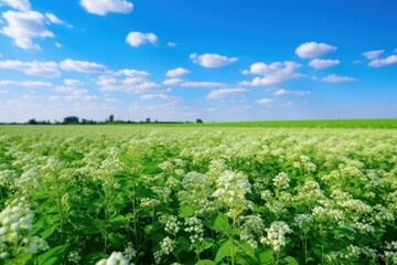Fototapeta na wymiar Beautiful view of buckwheat field under blue sky