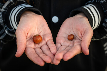Woman hands seeding hazelnut and an open nut kernel in garden. hazelnut in a shell in his hands