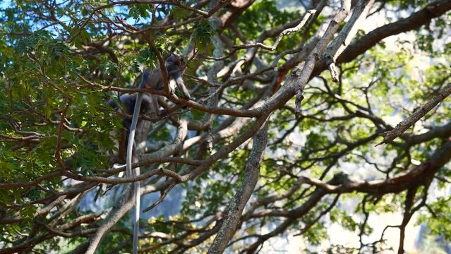 Dusky leaf monkey with infant eating food and sitting on tree,  Three forest mammal with green trees and shrubs