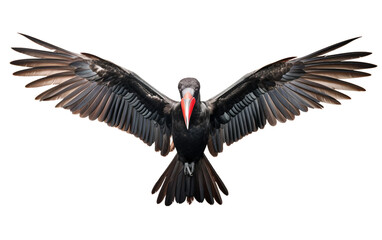 Majestic Frigate Bird Soaring Over Azure Waters Isolated on Transparent Background PNG.