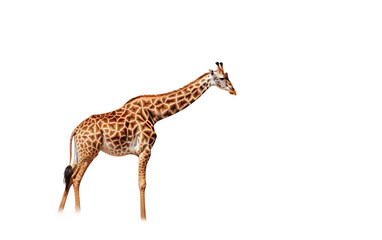 Graceful Giraffe Engaged in Tranquil Grazing Isolated on Transparent Background PNG.