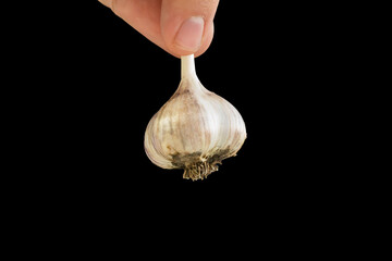 Hand holding garlic, isolated on black background
