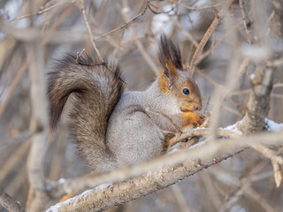 The squirrel with nut sits on tree in the winter or late autumn