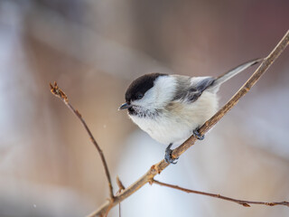 Fototapeta premium Cute bird the willow tit, song bird sitting on a branch without leaves in the winter.