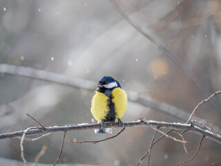 Cute bird Great tit, songbird sitting on a branch without leaves in the autumn or winter.